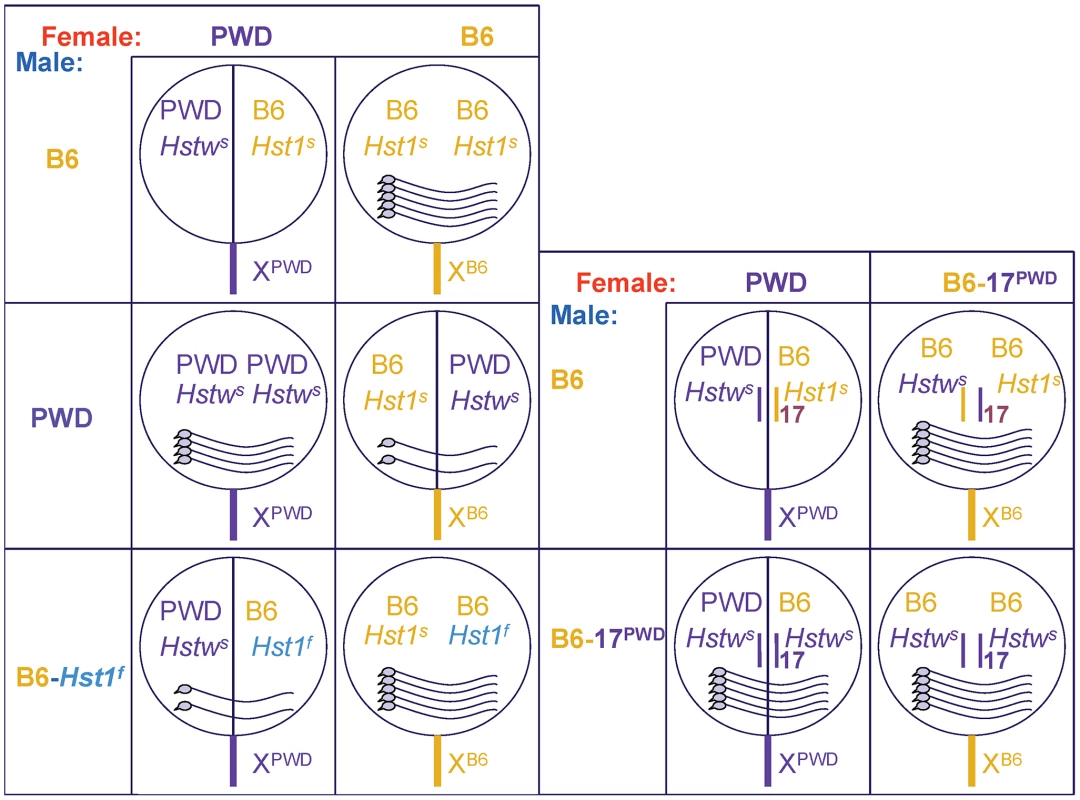 Fertility of male offspring resulting from various crosses.