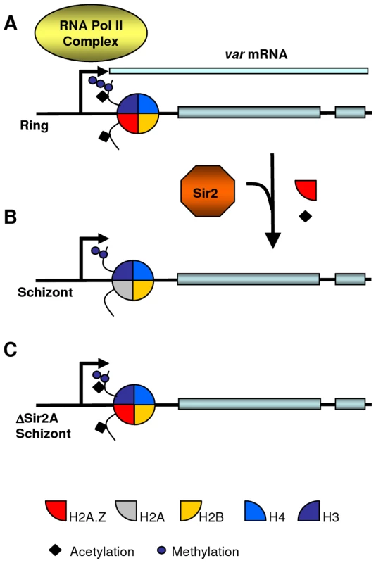 Hypothetical model for PfH2A.Z dynamics at the <i>var</i> transcription start site.
