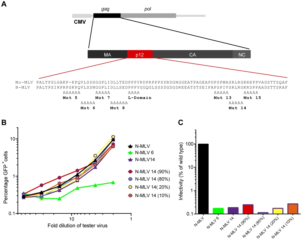Abrogation of TRIM5alpha restriction by mixed p12 mutant particles.