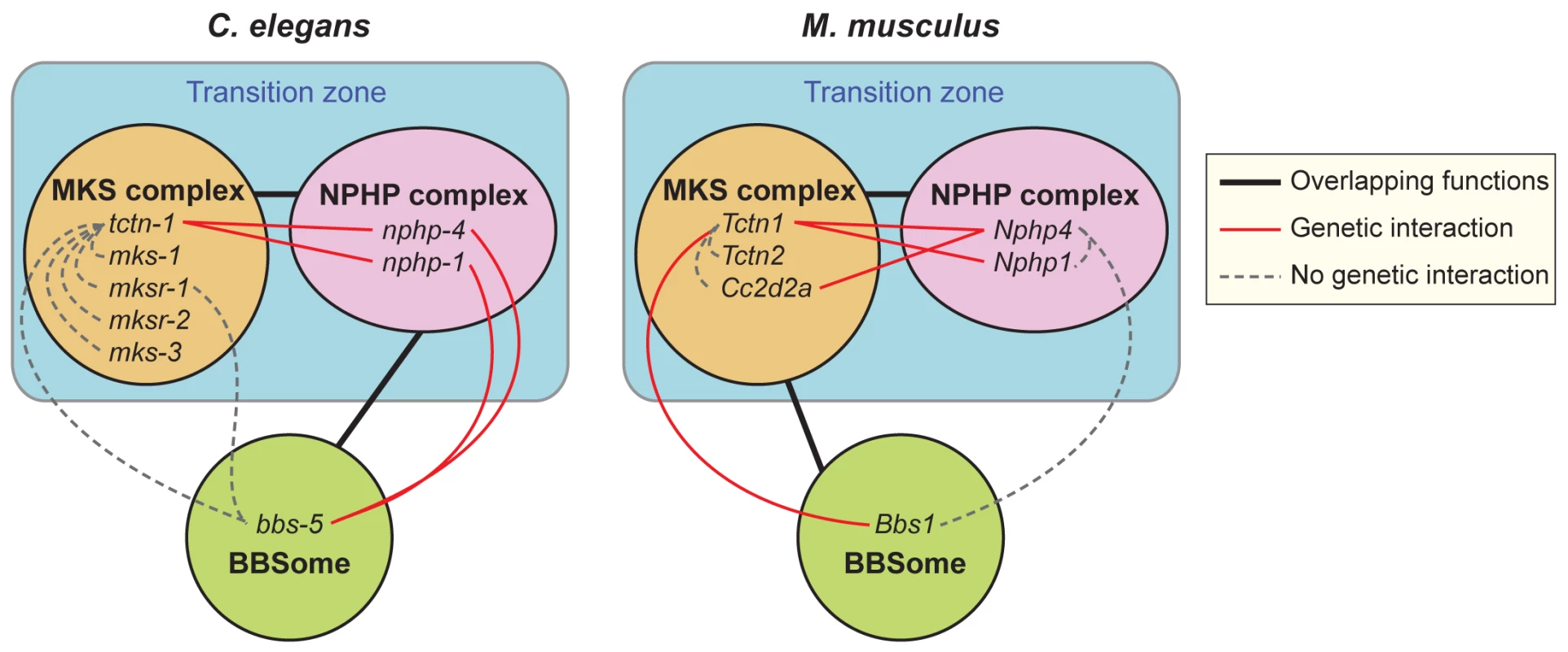 Genetic interactions between transition zone complexes and the BBSome in <i>C</i>. <i>elegans</i> and mice.