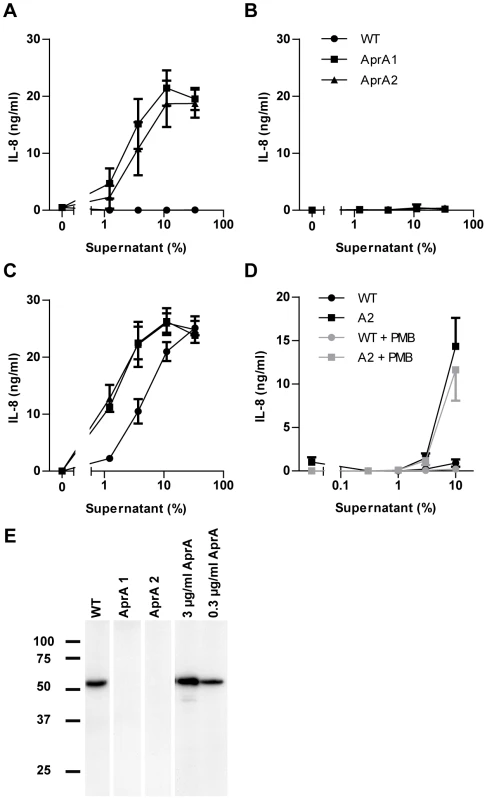 Culture supernatant of <i>aprA</i> mutant strains trigger TLR5.