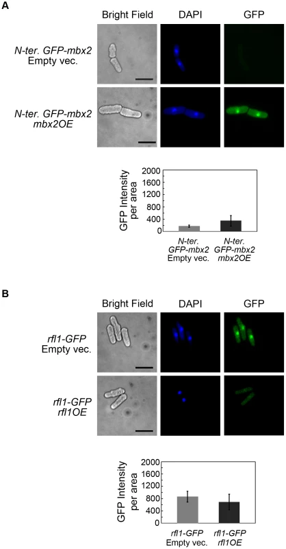<i>mbx2<sup>+</sup></i> and <i>rfl1<sup>+</sup></i> undergo positive and negative autoregulation, respectively.