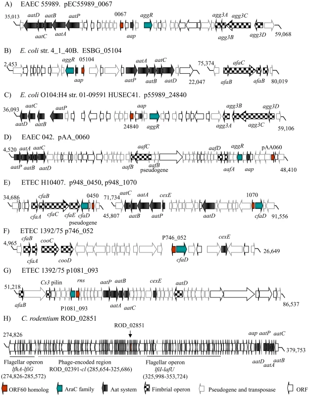 Genetic organization of orf60 homologs.