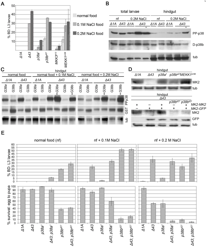 Interactions of MK2 with the p38 SAPK pathway.