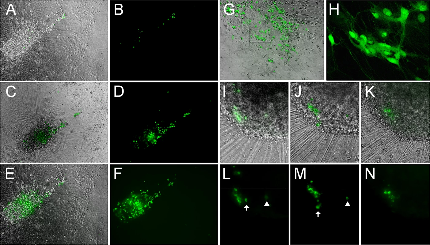 Reactivation of VZV in quiescently infected hESC-derived neurons by PI3K inhibition at 34°C results in a productive, spreading infection.
