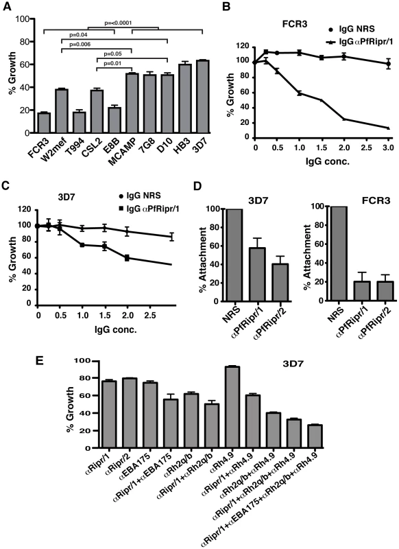 Antibodies to PfRipr inhibit attachment of merozoites to erythrocytes and parasite growth.