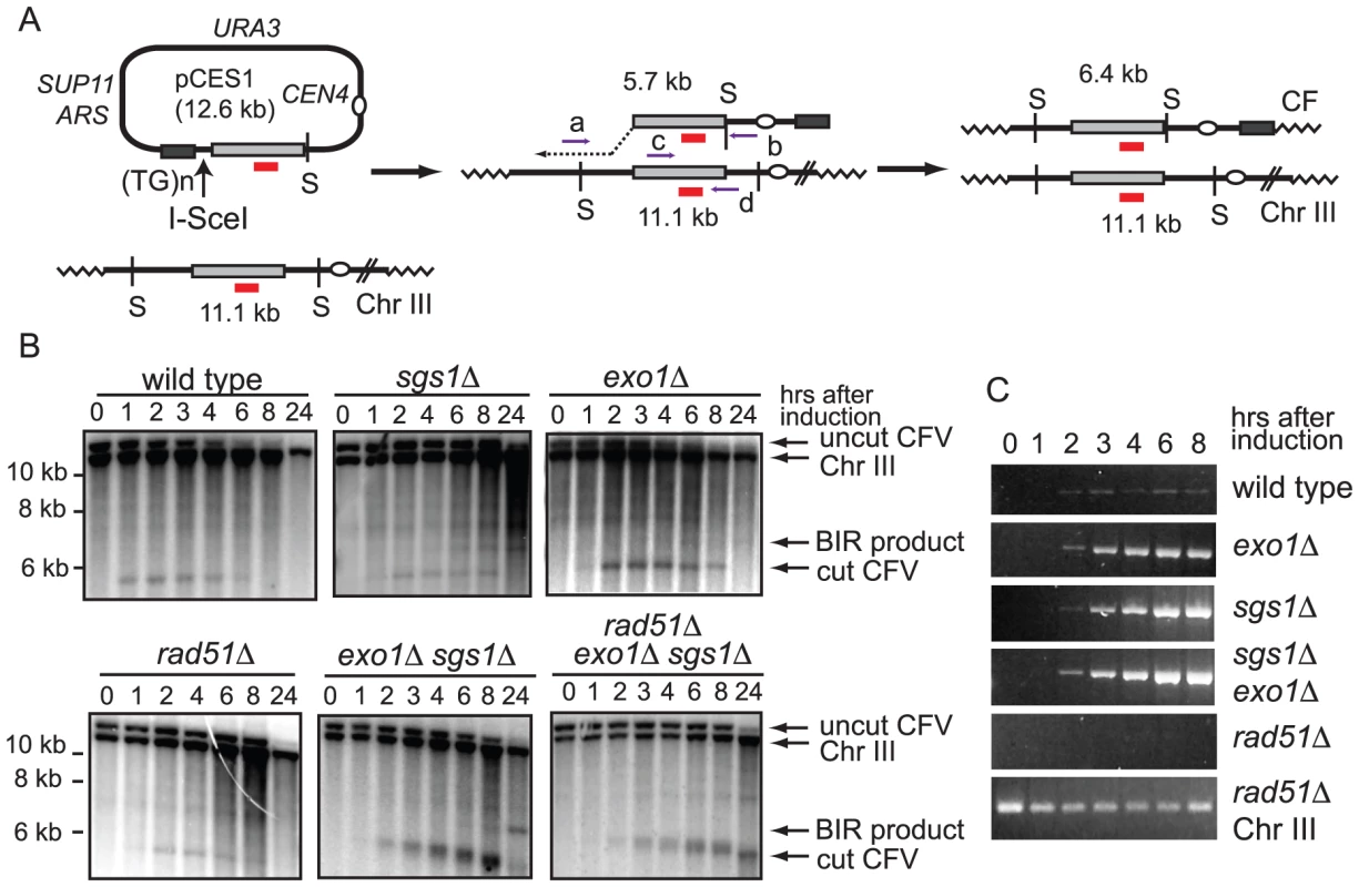 Break-induced replication assay.