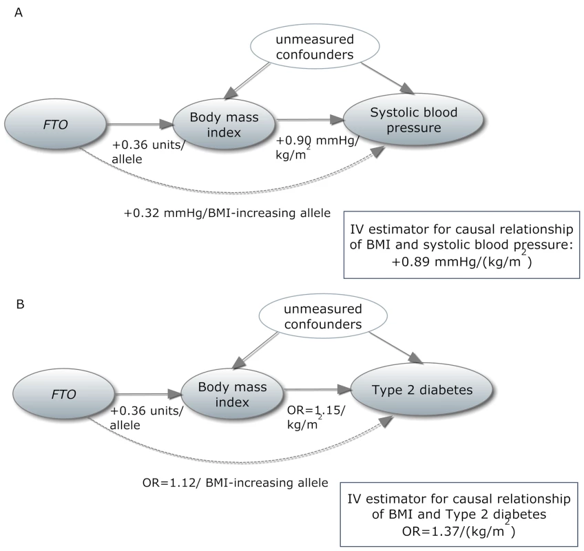 In a Mendelian randomization framework, genotype–phenotype association is assumed to be independent of confounding factors.