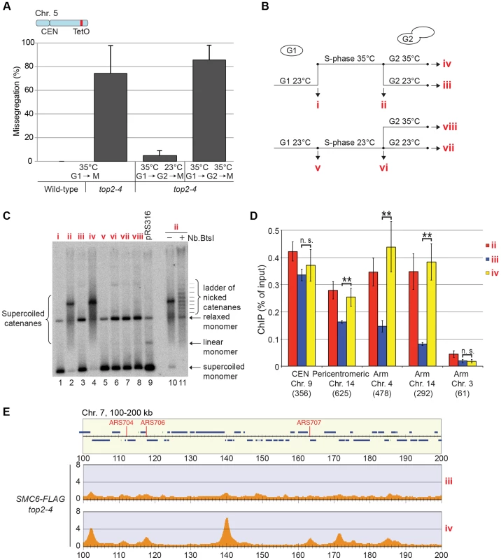 Restoration of Top2 function after replication removes Smc5/6 from chromosomes.