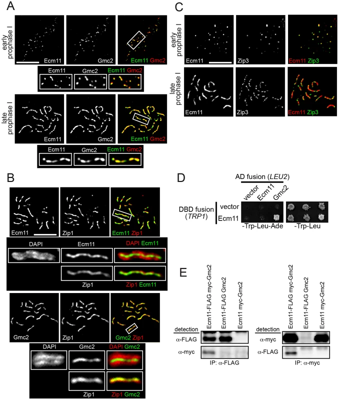 Ecm11 and Gmc2 associate with each other and are localized to the synapsis initiation sites at early prophase I and later to the SC central region.