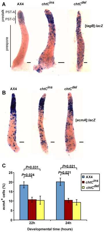 The <i>chtC</i> mutants exhibit prestalk defects.