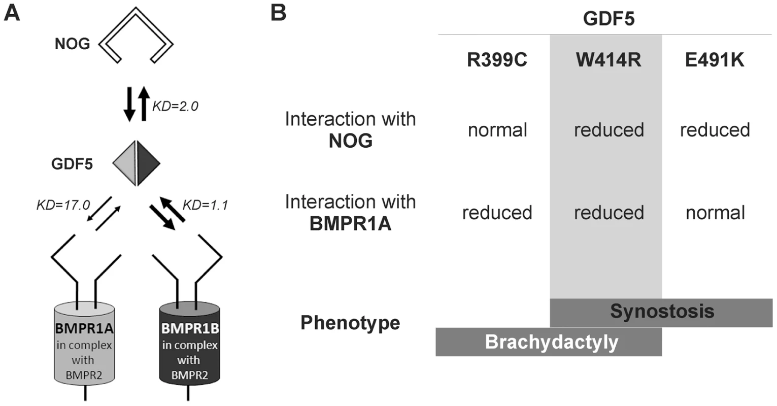 Disease model for SYNS2 and BDA1.