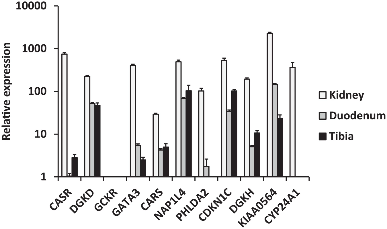 Relative mRNA expression of replicated genes in three calcium-transporting tissues (kidney, duodenum, tibia).