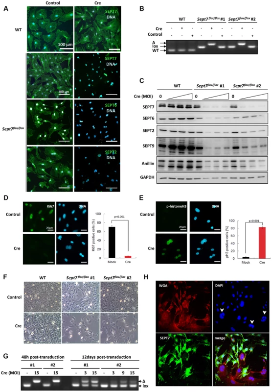 Cre-induced deletion of SEPT7 in fibroblasts leads to proliferation block and obligate multinucleation.