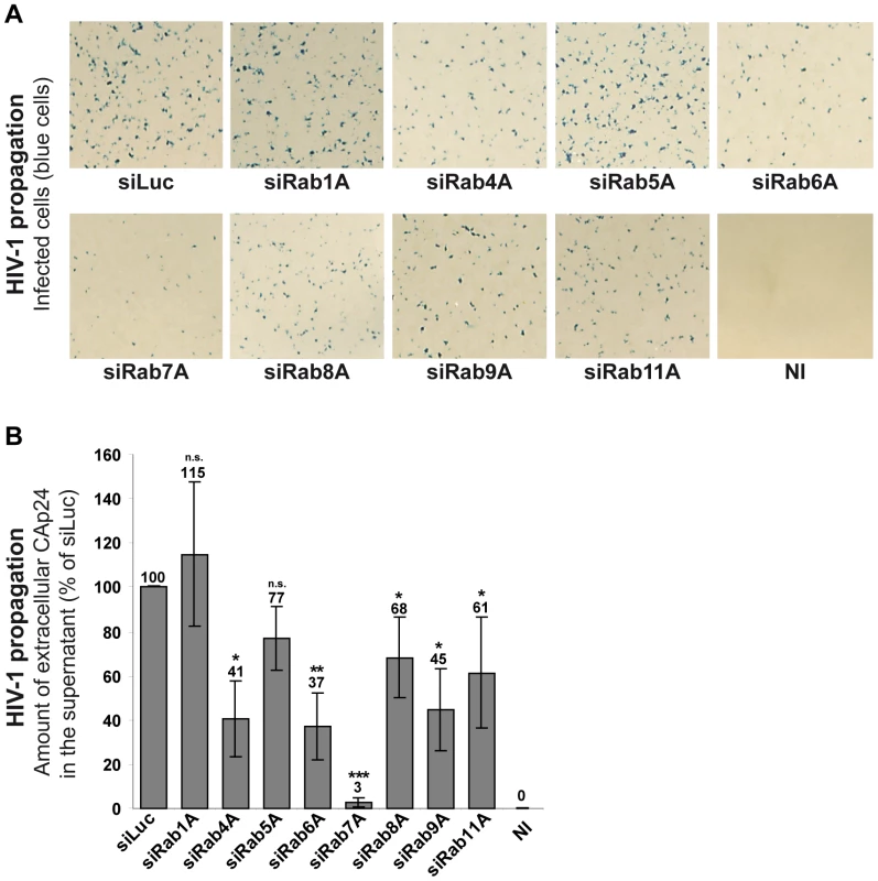 Rab7A depletion reduces HIV-1 propagation.