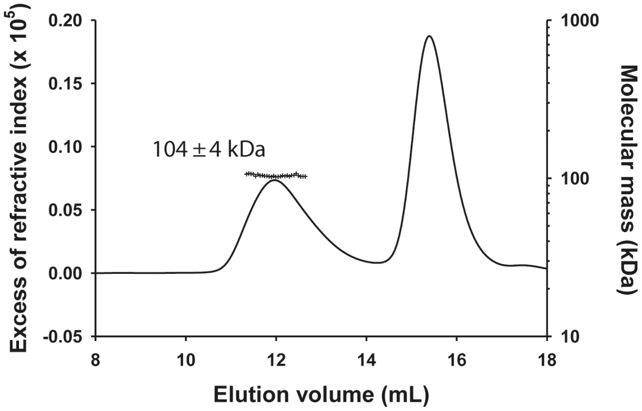 Heterotrimeric VSV N<sub>Δ21</sub><sup>0</sup>-P dimer complex in solution.