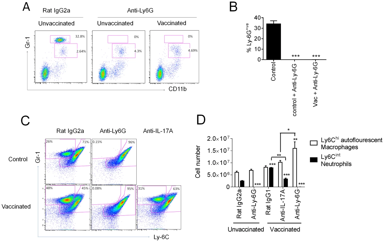 IL-17A neutralization reduces augmented neutrophil response.
