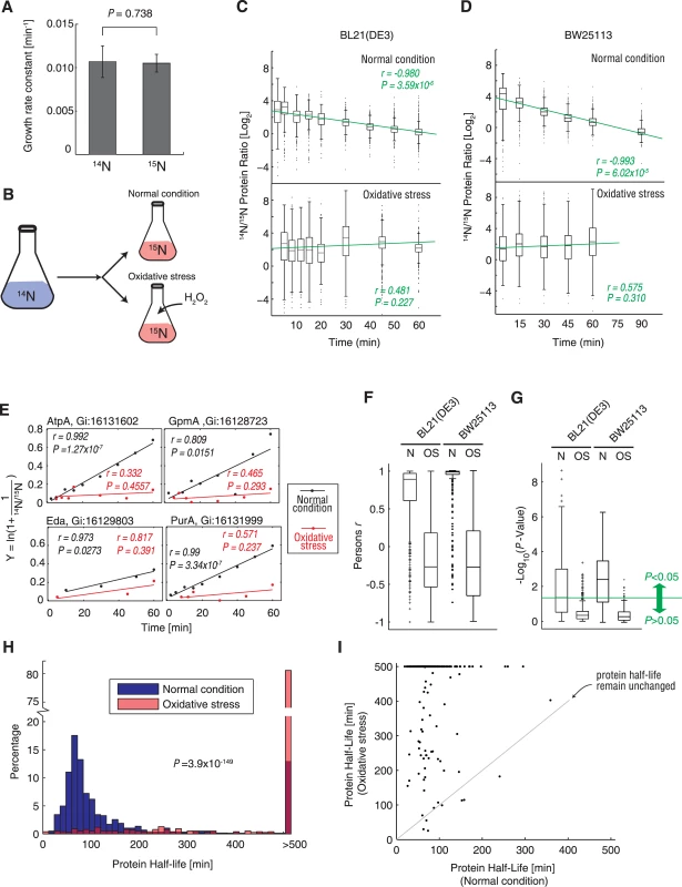 Protein synthesis measurement under normal condition and oxidative stress using <sup>15</sup>N metabolic labeling and mass spectrometry.
