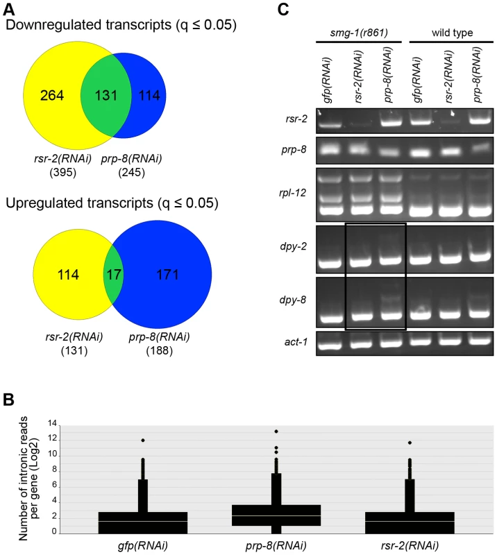 RNA-Seq of <i>rsr-2(RNAi)</i> and <i>prp-8(RNAi)</i> L3 animals.