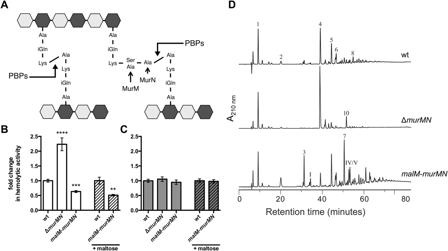 Ply release is altered by <i>murMN</i>-dependent changes in PG composition.