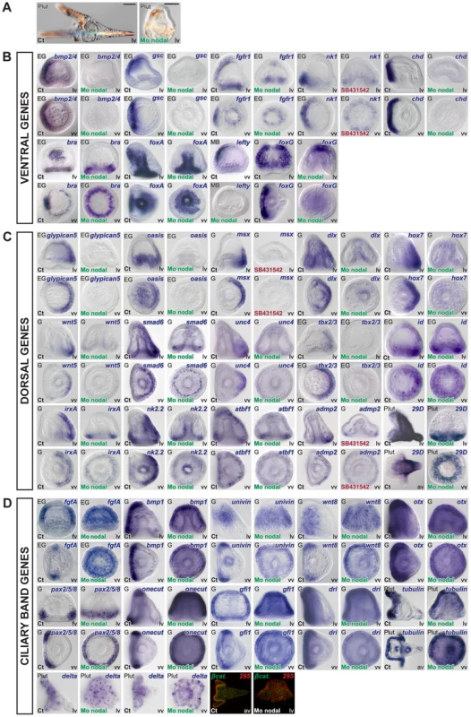 Blocking Nodal function prevents expression of ventral and dorsal marker genes in the presumptive ectoderm and causes massive ectopic expression of ciliary band genes.