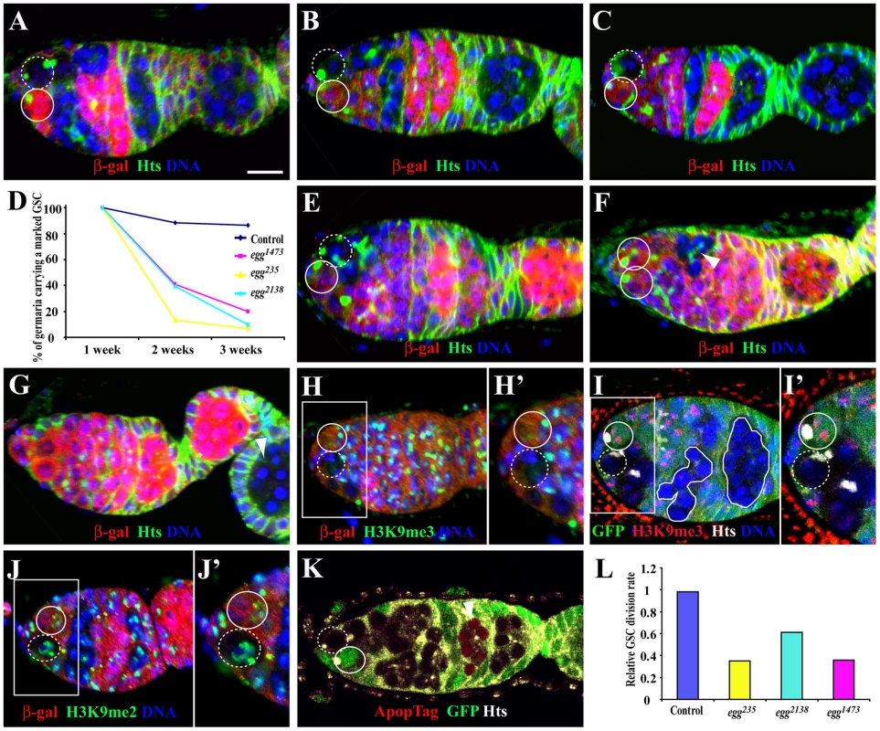 <i>egg</i> is required intrinsically for GSC maintenance and the survival of late differentiated germ cells.