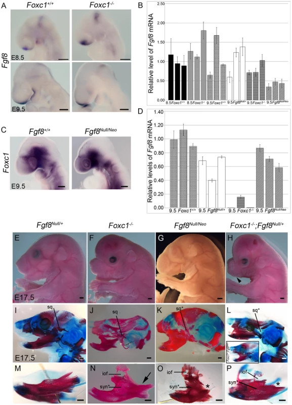 <i>Foxc1</i> is required to maintain <i>Fgf8</i> signaling and genetically interacts with <i>Fgf8</i>.