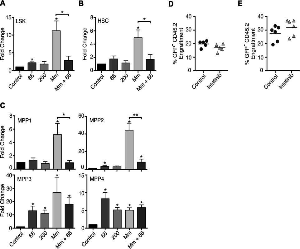 Effects of Imatinib on HSCs and multipotent progenitors <i>in vivo</i>.