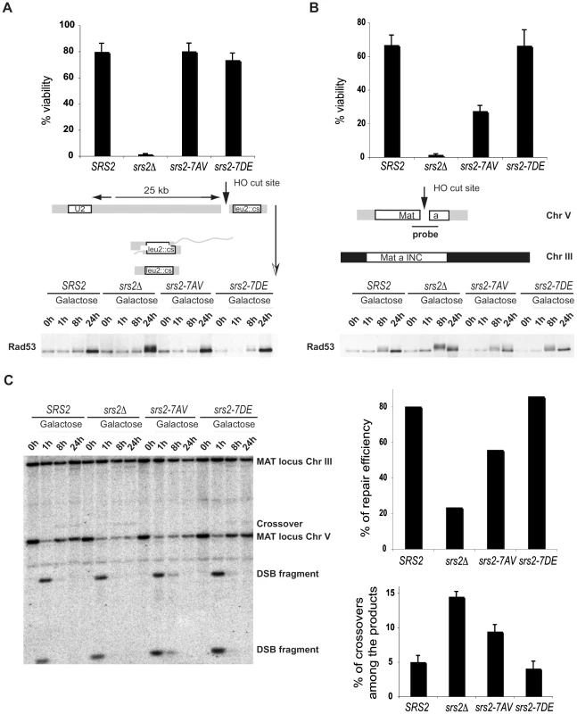 Phosphorylation of Srs2 is required for Rad51-dependent DSB repair via the SDSA pathway.