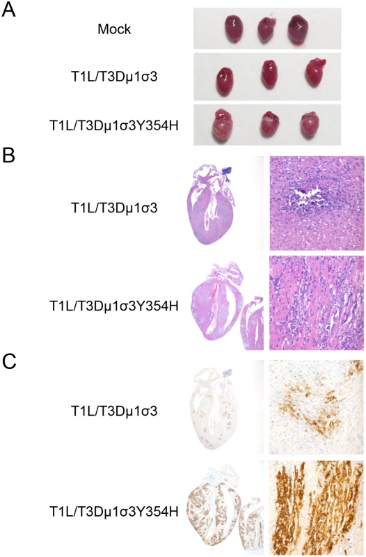 Reovirus strain T1L/T3Dμ1σ3Y354H causes pronounced myocarditis.