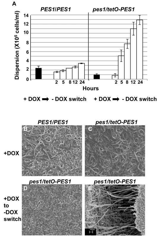 Regulation of <i>C. albicans</i> biofilm dispersion by <i>PES1</i>.