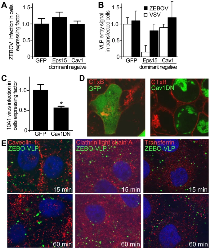 Clathrin and caveolar endocytosis are not required for ZEBOV entry.