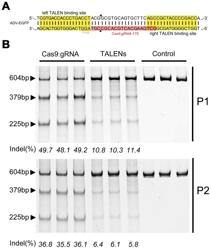 Comparison of the cleavage efficiencies of Cas9 and TALENs on viral genomes.