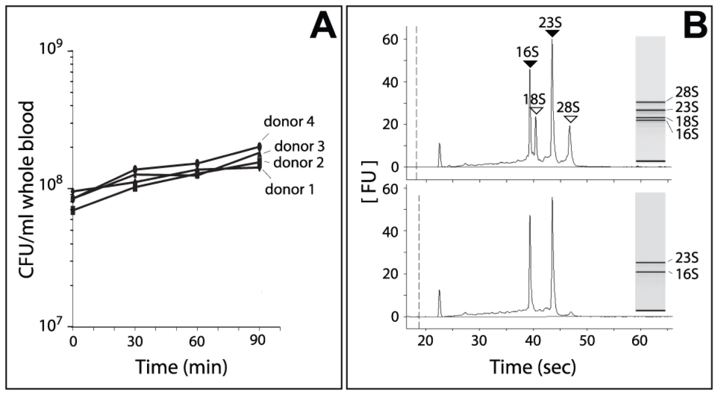 Growth of Nm in human whole blood and RNA analysis.