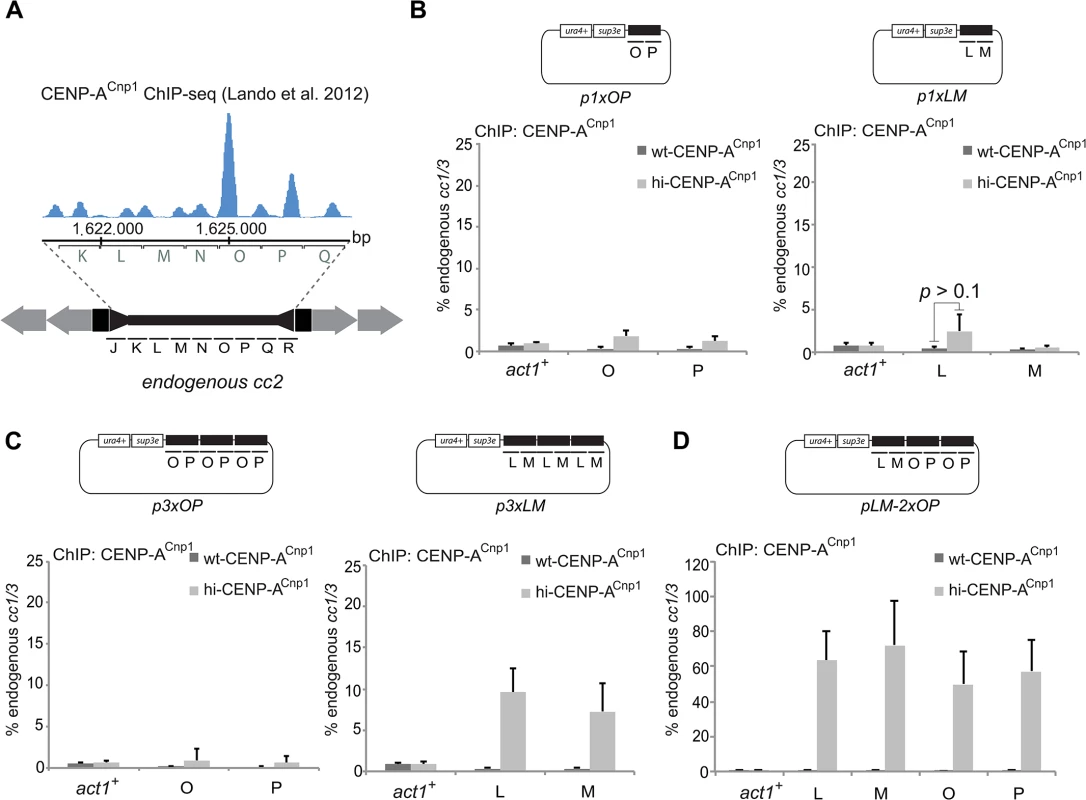A 2 kb region of cc2 is sufficient to establish CENP-A<sup>Cnp1</sup> chromatin.