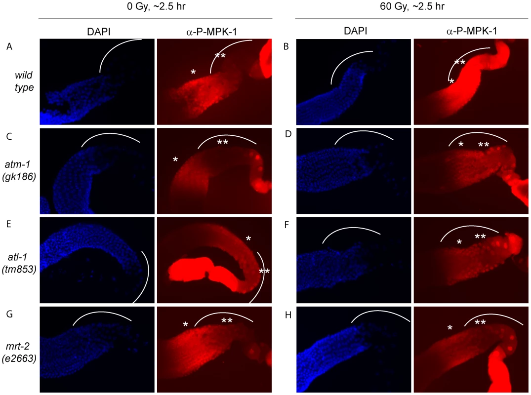 The activation of MPK-1 by irradiation is not dependent on the DNA damage response pathway.