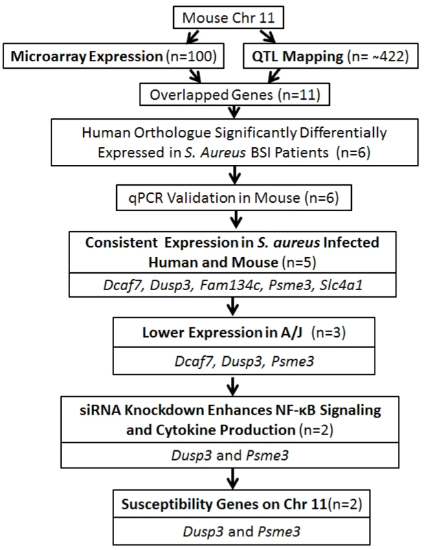 Overall strategy for identifying genes associated with <i>S. aureus</i> susceptibility on chromosome 11 of A/J mice.