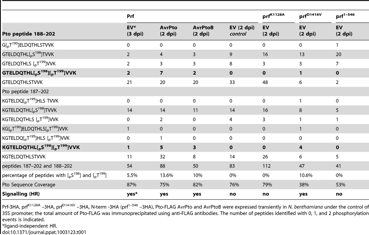 Double phosphorylation of Pto peptide 187–202 and 188–202 upon activation of signalling.
