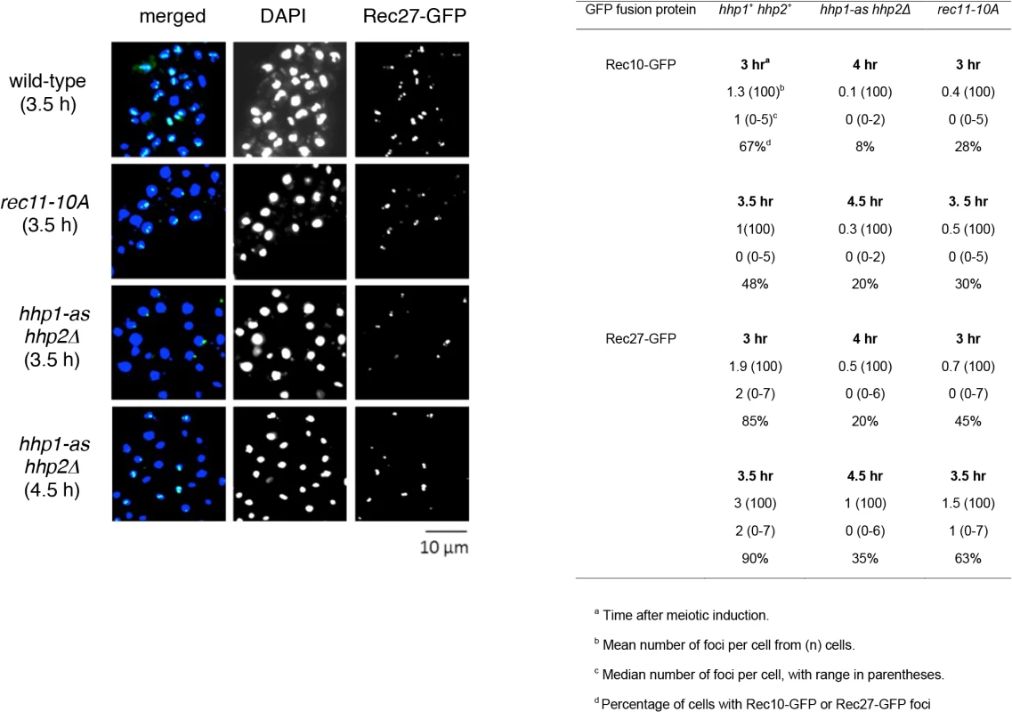 <i>hhp</i> and <i>rec11-10A</i> mutations reduce the number and intensity of foci of linear element proteins.
