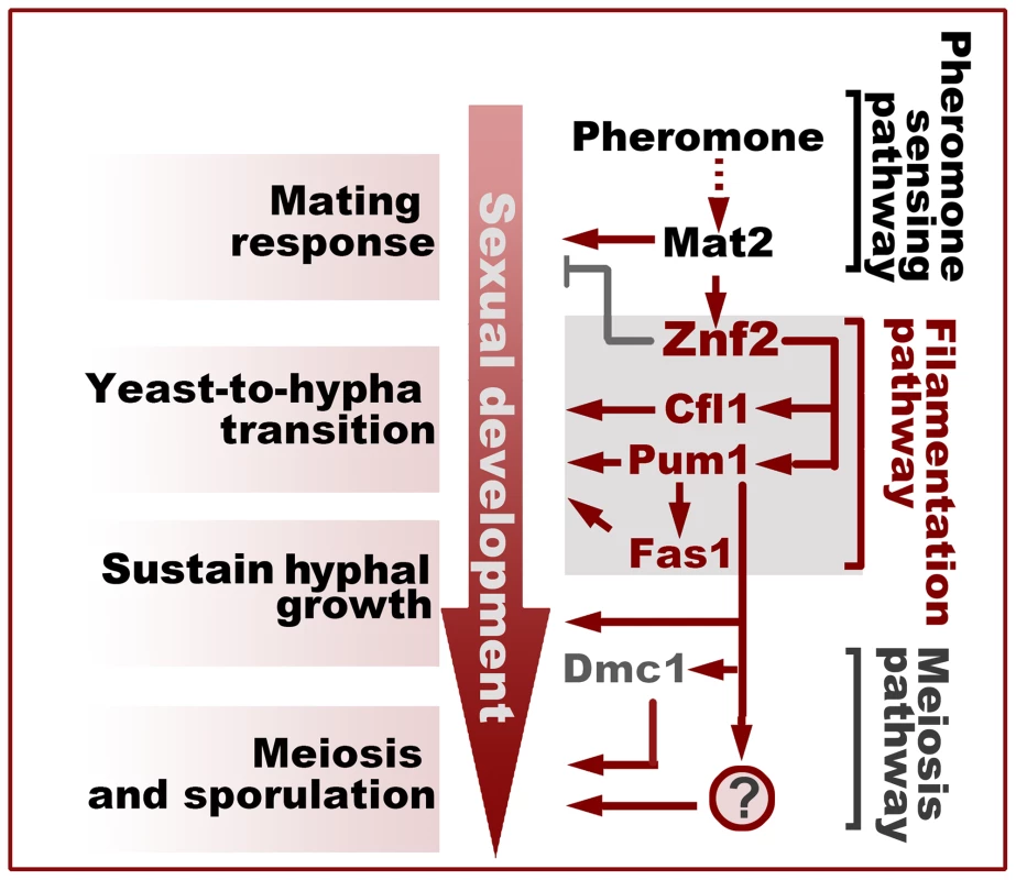 Filamentation pathway coordinates sexual reproduction and morphogenesis in <i>Cryptococcus neoformans</i>.