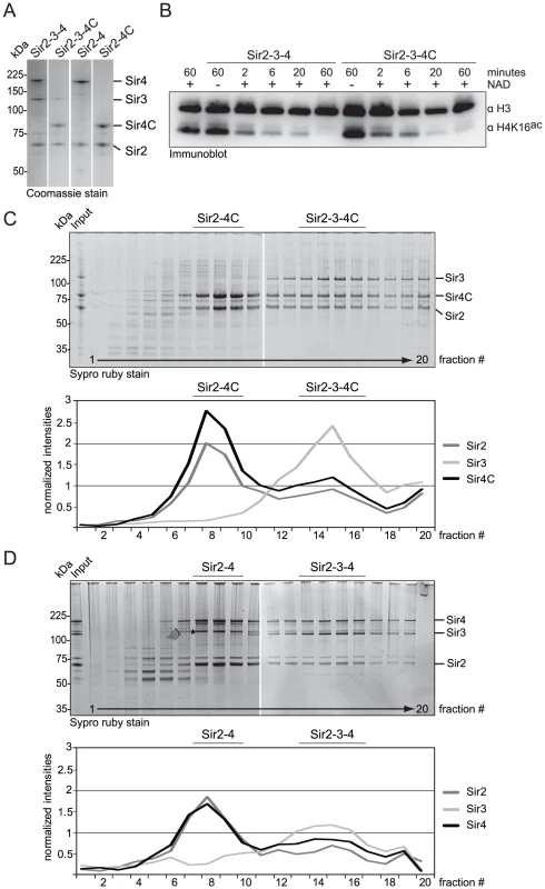 Sir4C can form a stable and active SIR complex in a recombinant system.