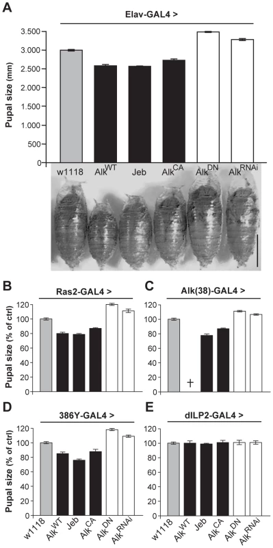 dAlk activity in Ras2-expressing neurons controls organism size.