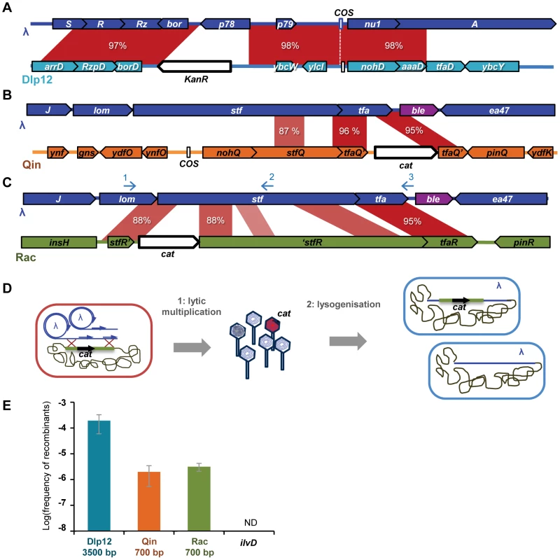 Recombinants between λ and defective prophages are formed during lytic cycle.