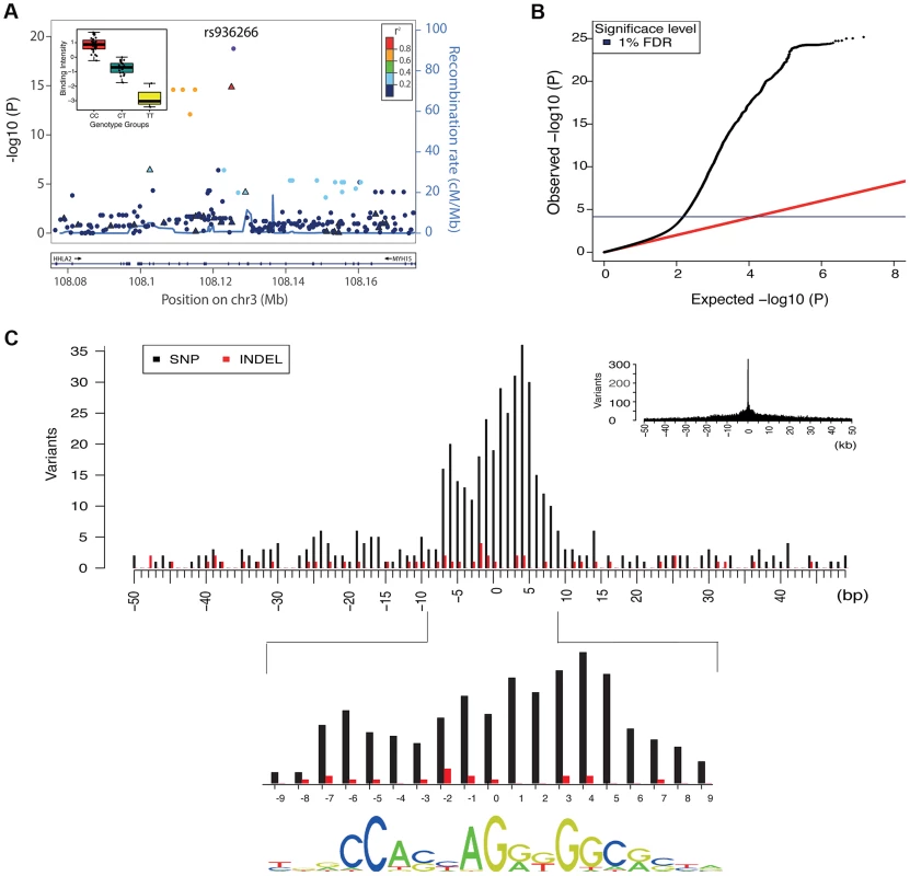 Overall properties of CTCF QTLs.