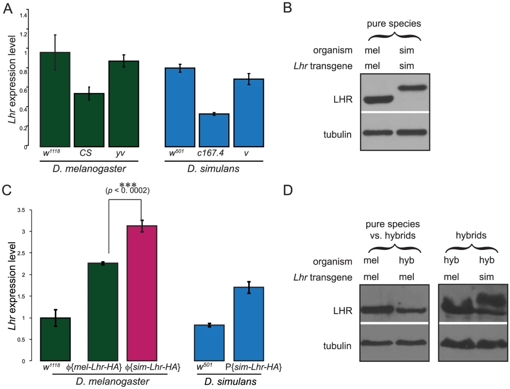 <i>Cis</i>-by-<i>trans</i> regulatory divergence of <i>D. simulans Lhr</i>.