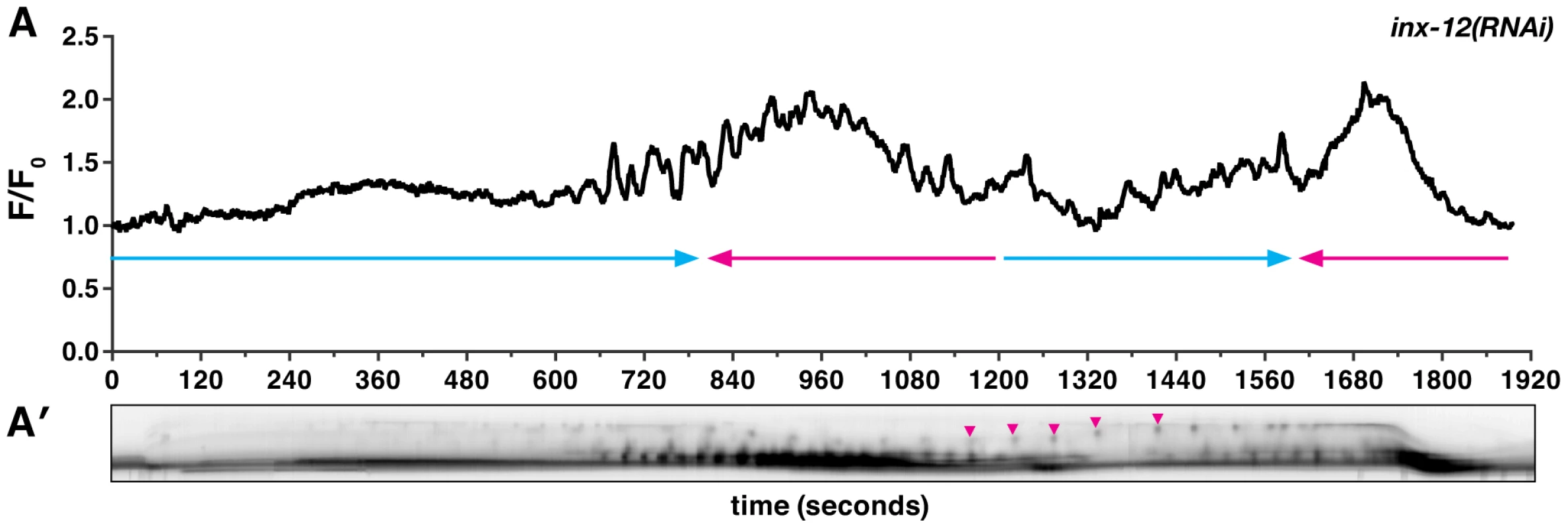 Gap junction subunit INX-12 is required for spermathecal coordination.