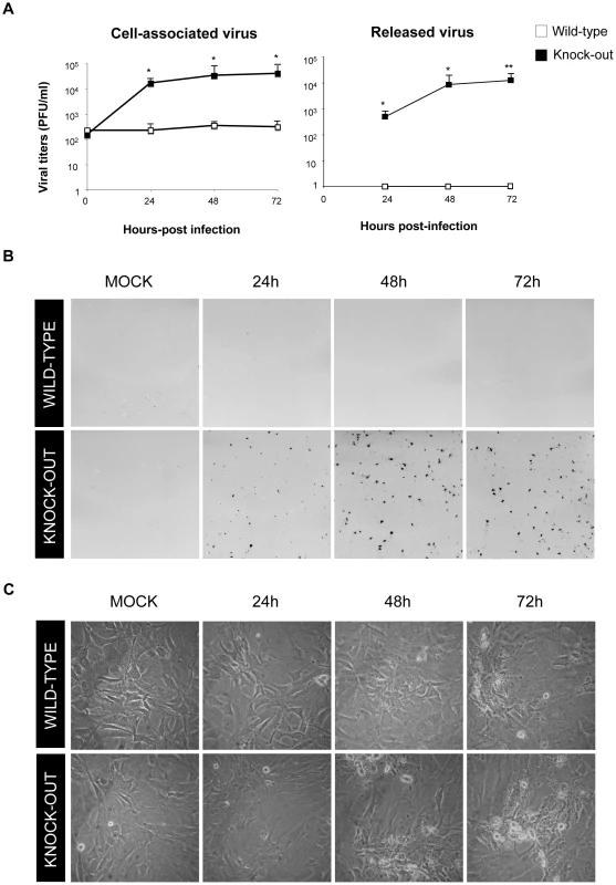 DUSP1 is responsible for the host restriction of MVA in MEFs.