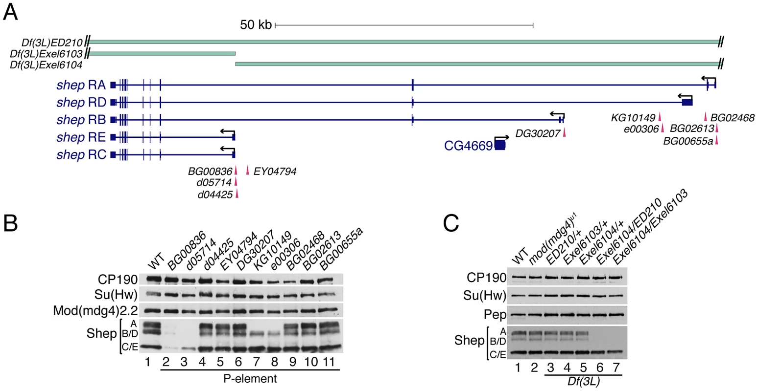 Identification of Shep loss-of-function alleles.