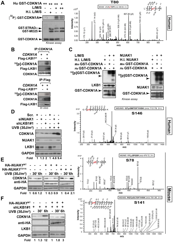 LKB1 and NUAK1 phosphorylate CDKN1A.