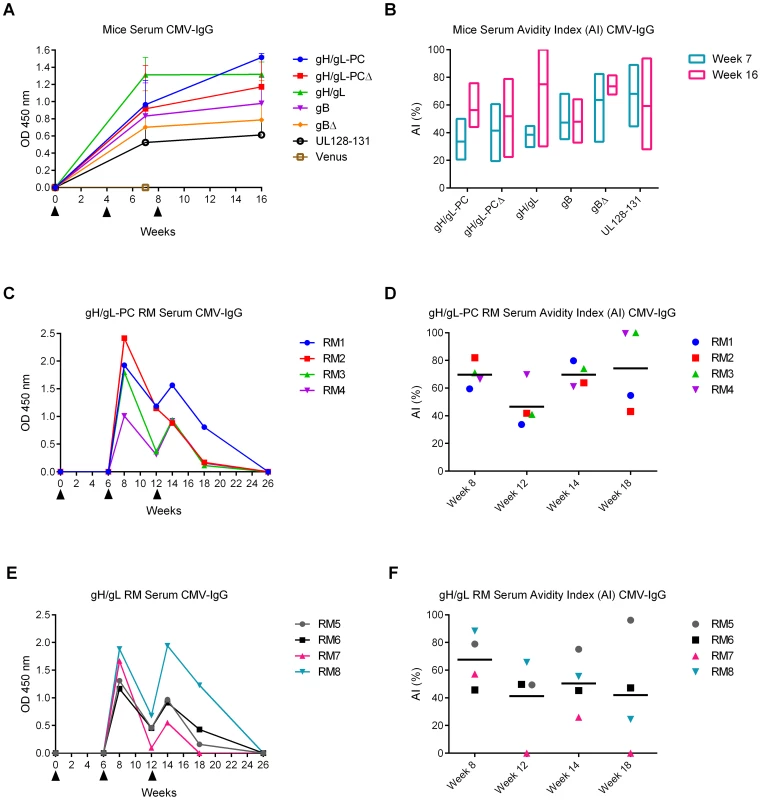 HCMV-specific Ab responses and avidity measurements in vaccinated animals.